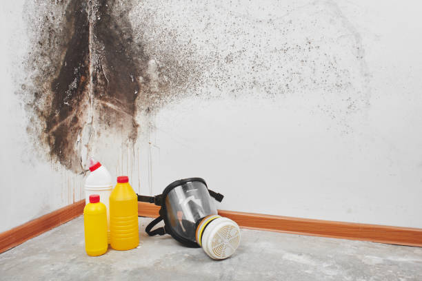 Best Best Mold Removal Companies  in Charlottesville, VA