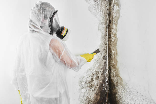 Best Commercial Mold Removal  in Charlottesville, VA