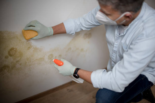 Best Mold Removal Near Me  in Charlottesville, VA