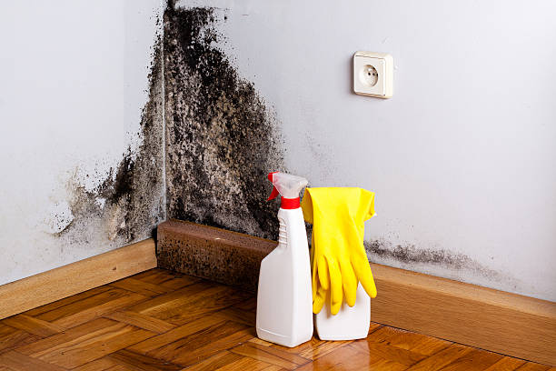 Best Best Mold Removal Companies  in Charlottesville, VA
