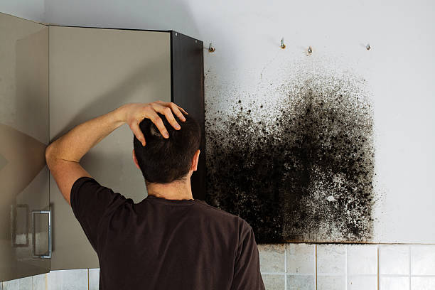 Best Same-Day Mold Removal  in Charlottesville, VA